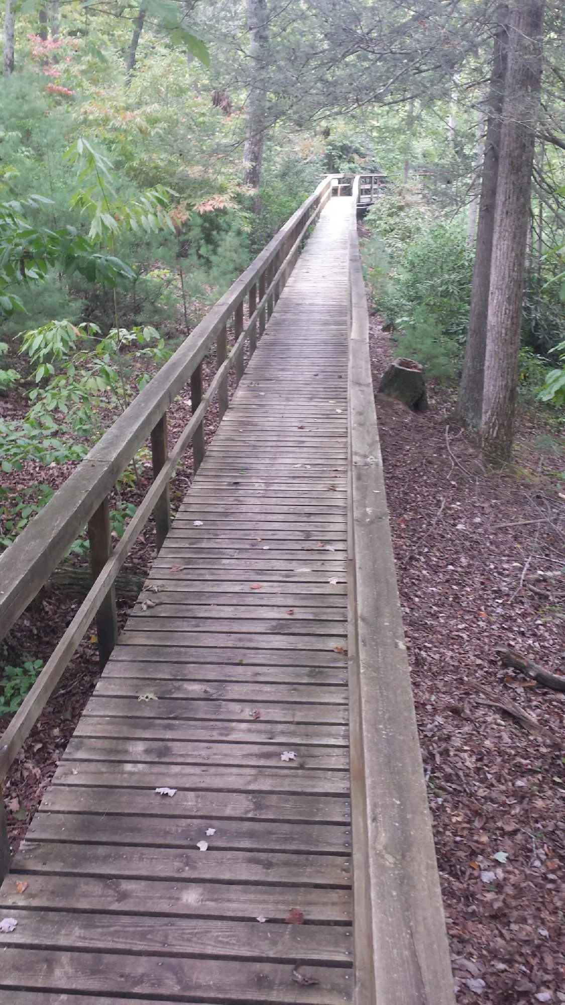 Long wood walkway with handrails built through the woods in Corning